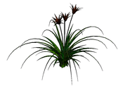 3D_Lily plant