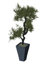 3D_Plant Bonzai