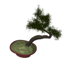 3D_Plant Bonzai_2