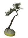 3D_Plant Bonzai_3