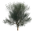 3D_Planting Graphic - Complex