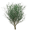 3D_Planting Solid_and_RPC