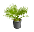 3D_Potted Plant_10