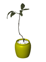 3D_Potted Plant_11