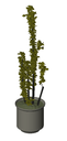 3D_Potted Plant_12