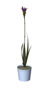 3D_Potted Plant_3